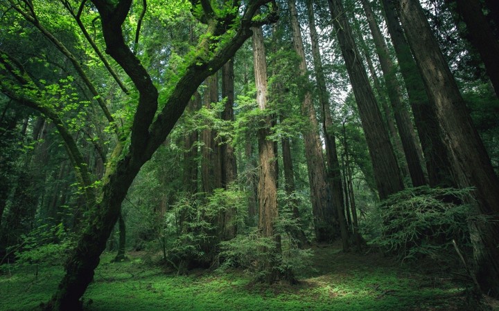 Mossy green rain forest