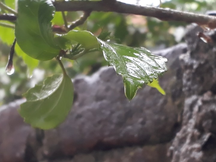 water drops