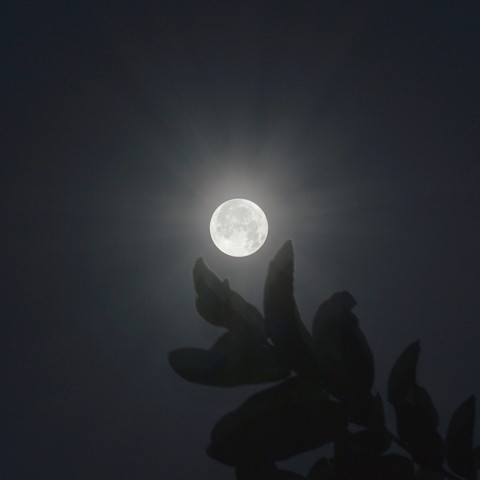 Moon light