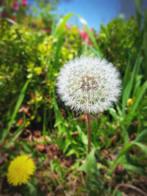 민들레 2