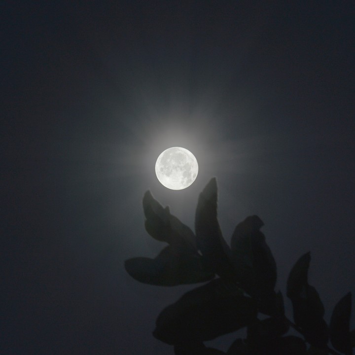 Moon light 