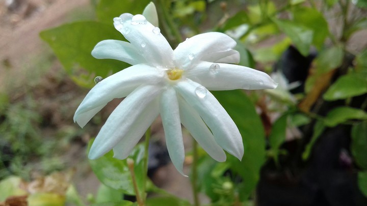 flowers feeling awesome