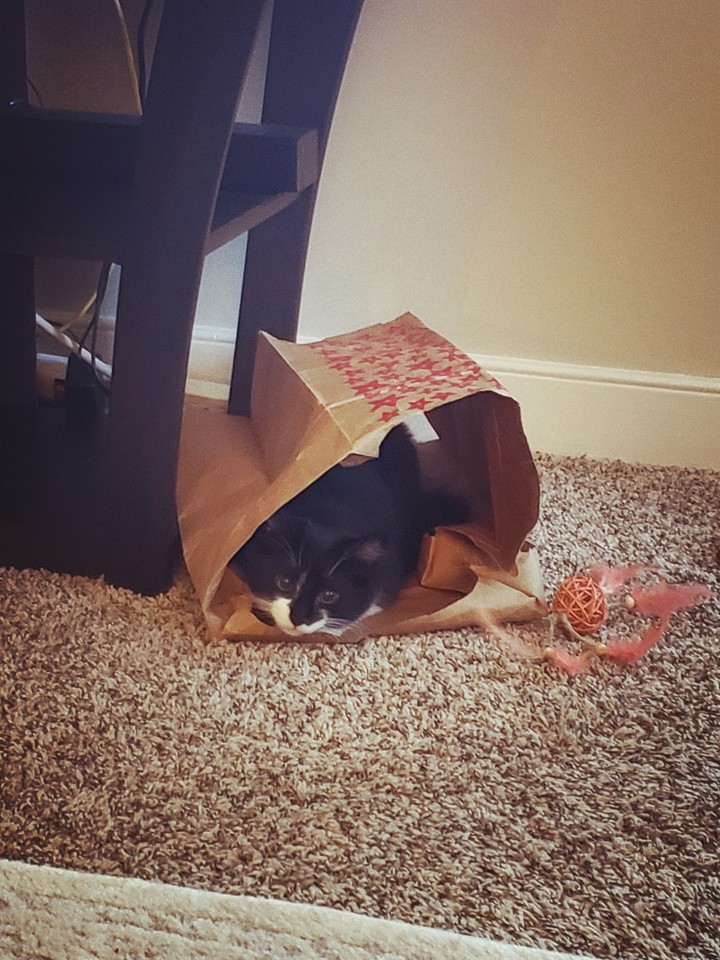 My cat Spaghetti