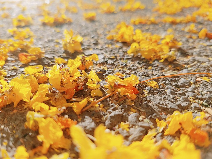 Yellow Flowers