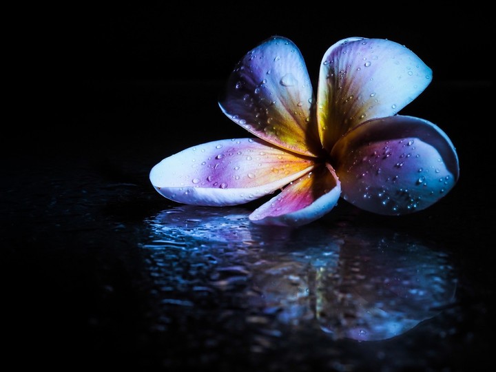 flower 1