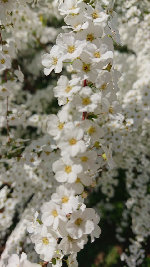 plant, Blossom duvar kağıtları