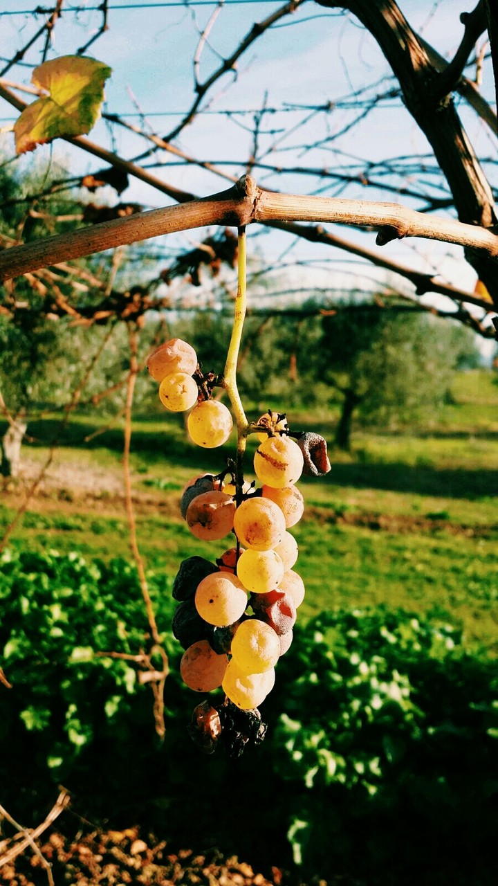Grapewine