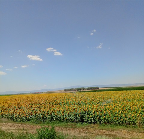 sfondi plant, agriculture