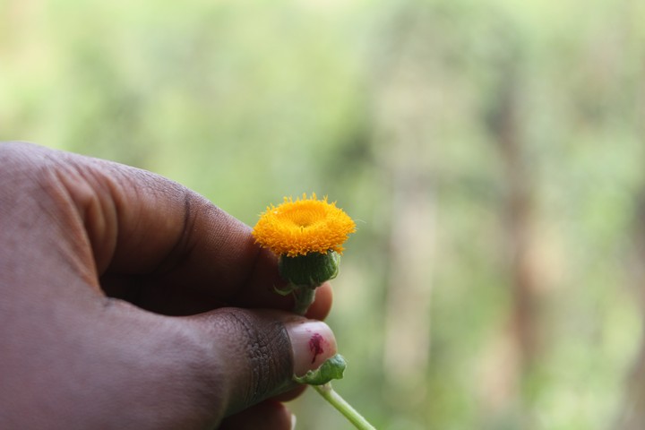Nature..
