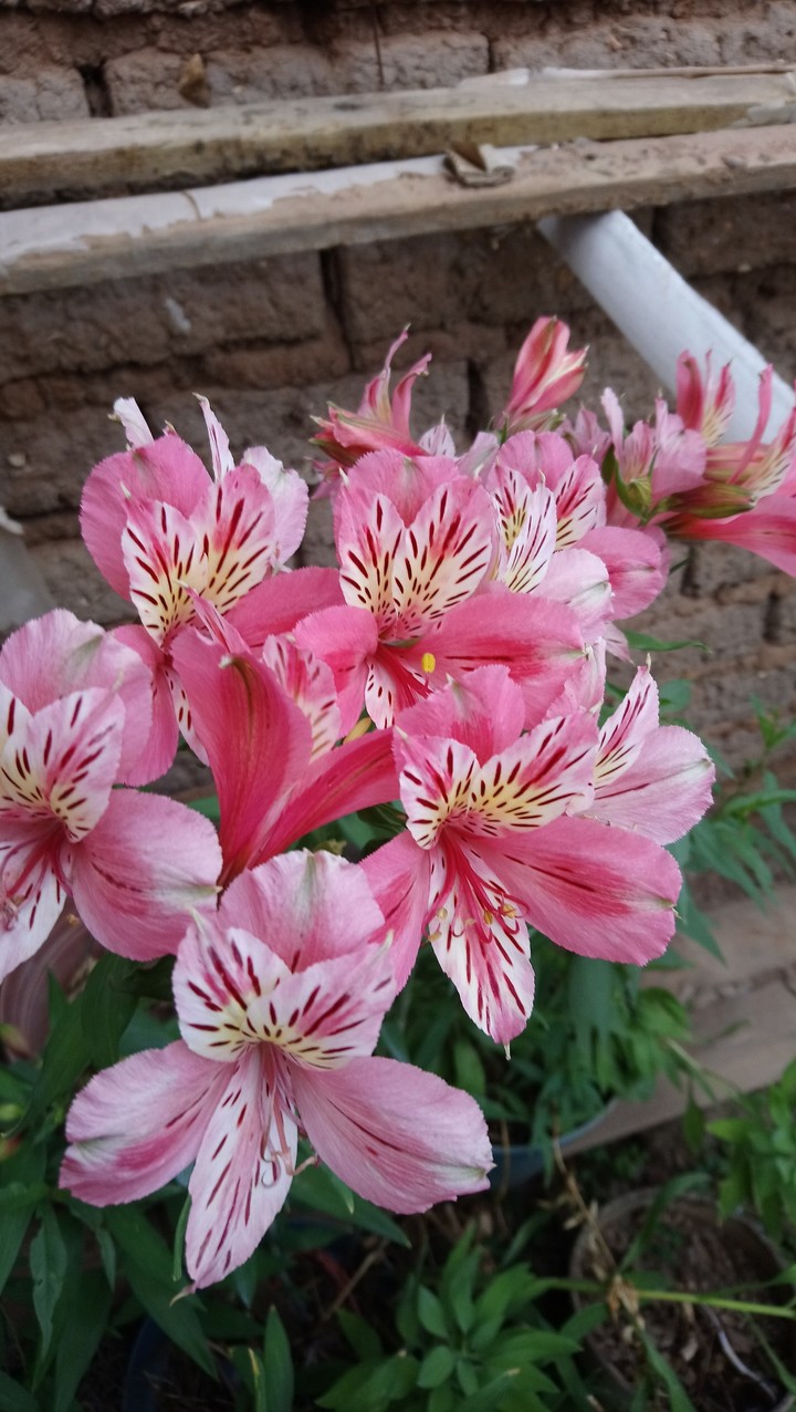 Flor