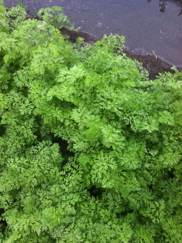 carrots plants with clean water