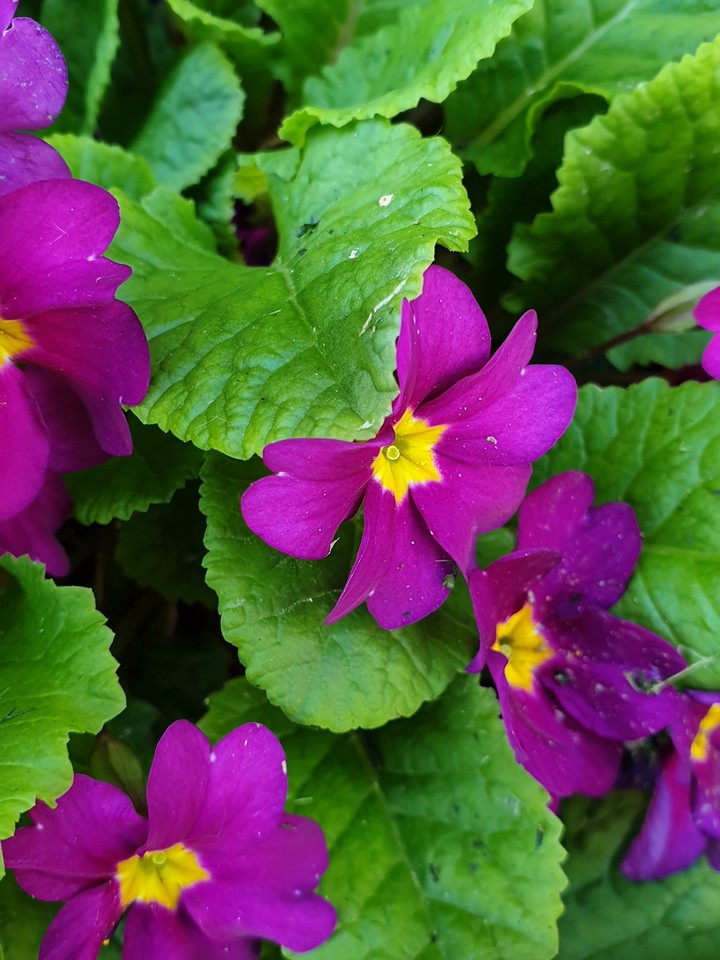 Purple flowers