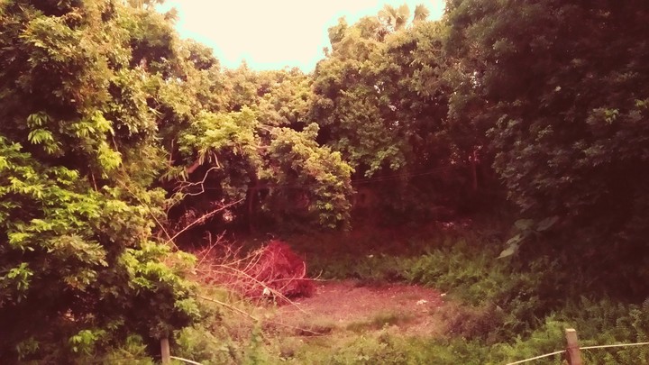 Forest