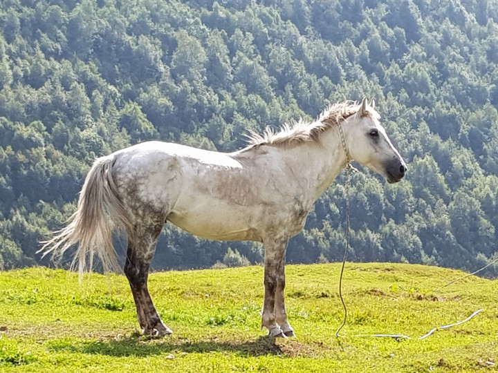 ჯუთა