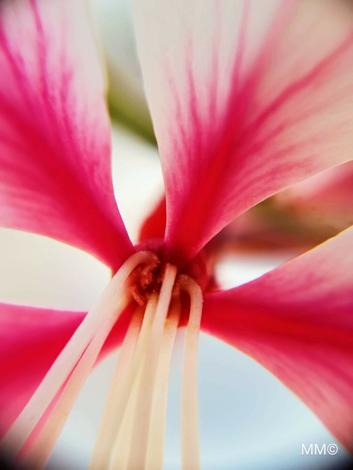 An other flower in the garden