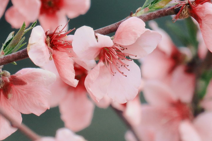Blossom