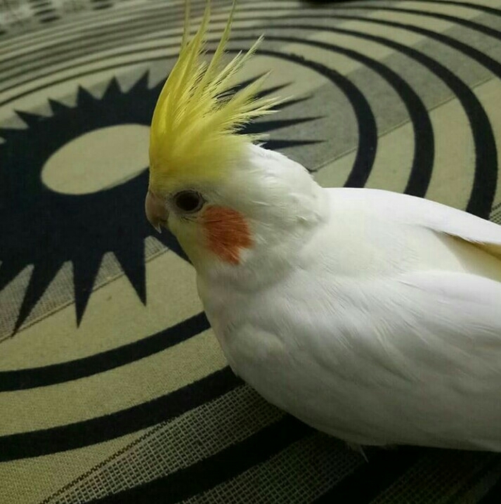 My Pet Rio