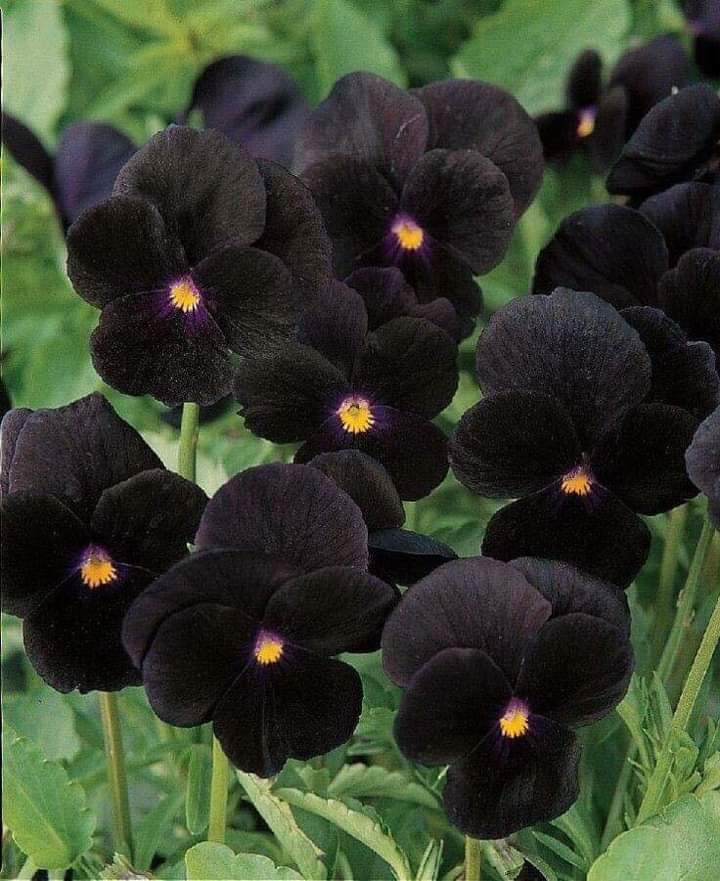 black flower