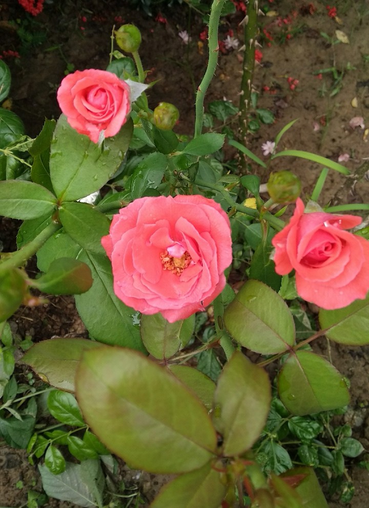 roses