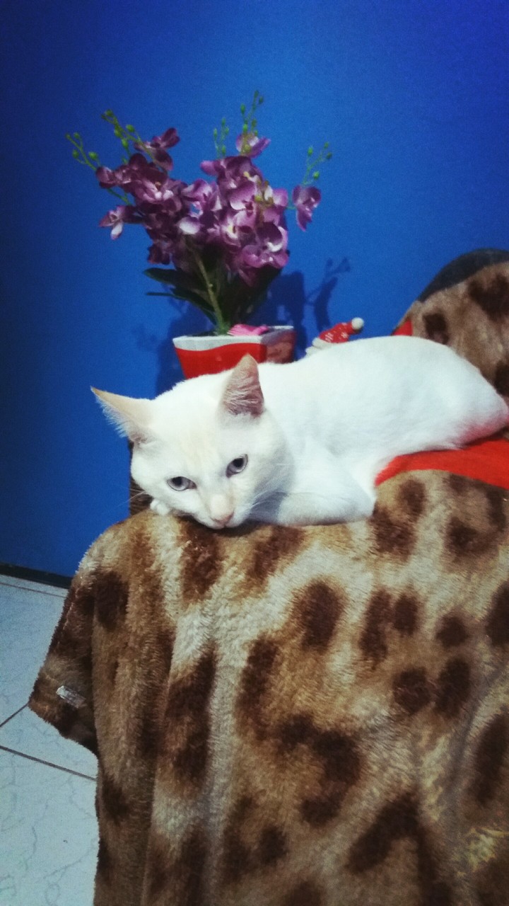 Meu gato