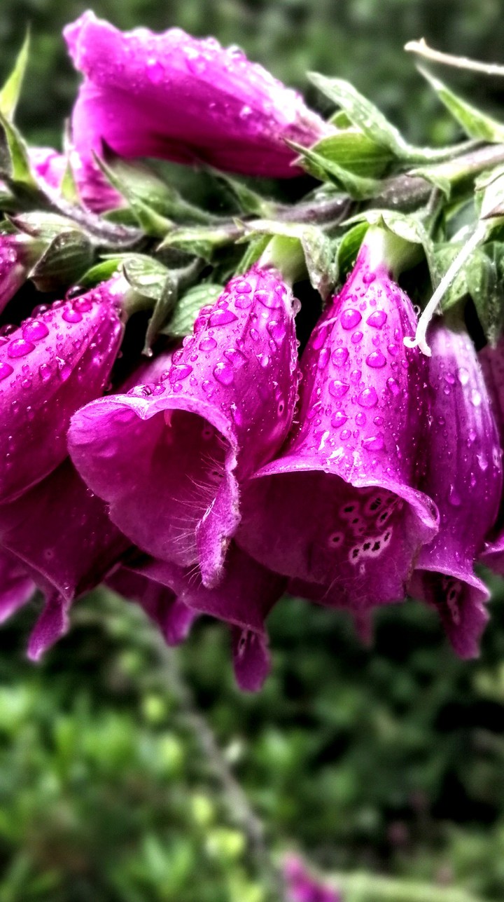 delightful foxglove