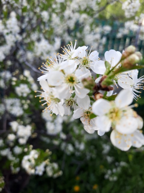 Why flower so fresh?