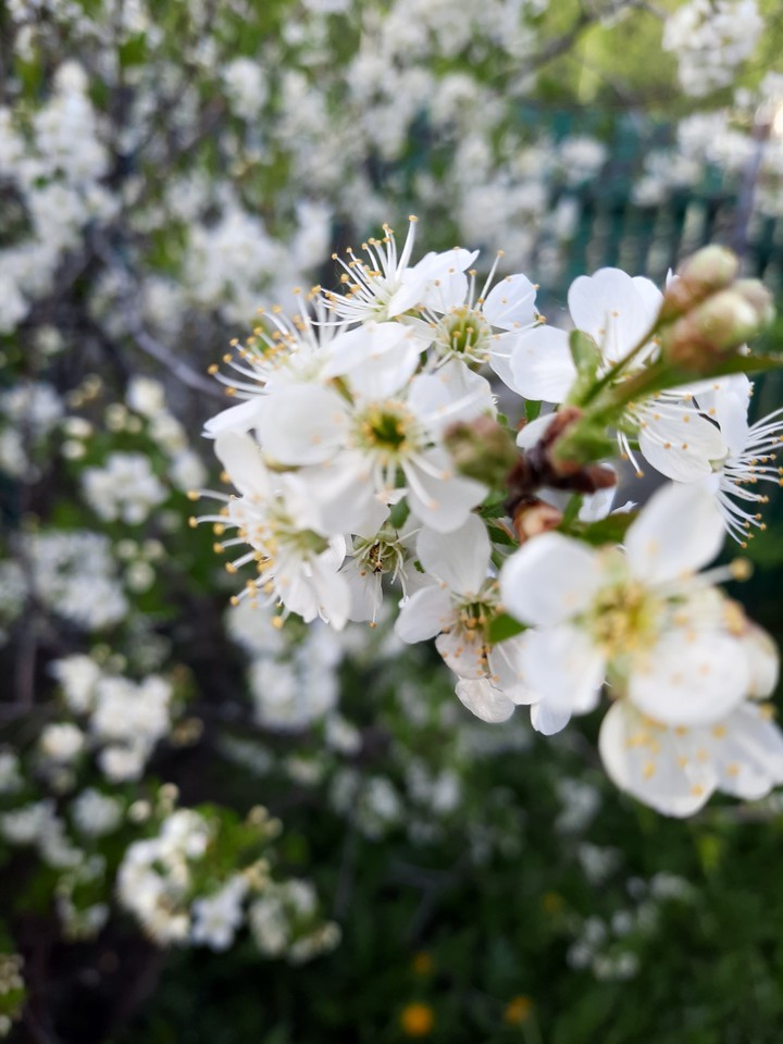 Why flower so fresh?