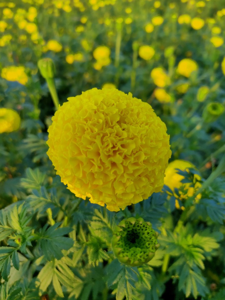Marigold