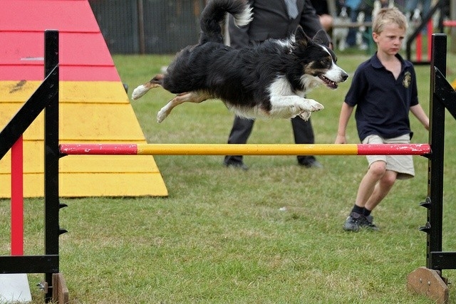 The Border Collie Because There Is No Better Dog