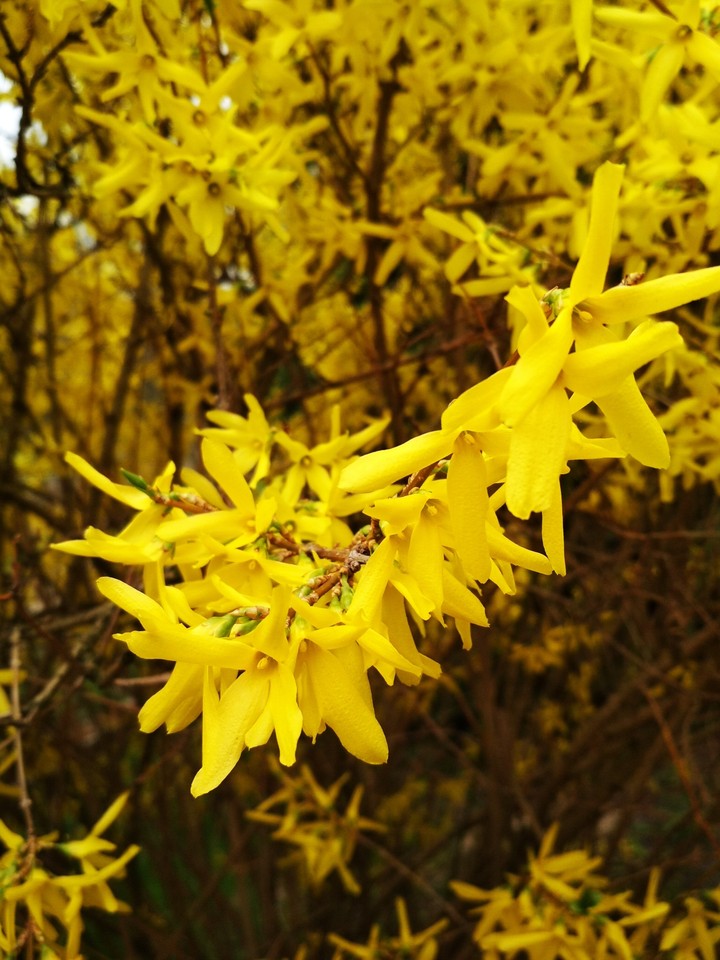 yellow flowers