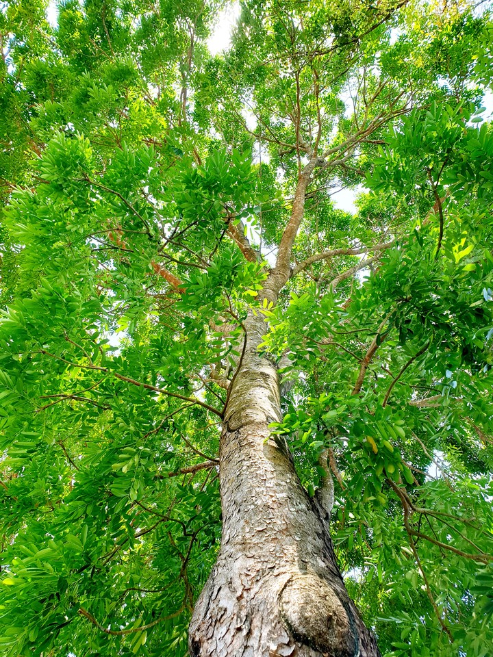 Natural Green