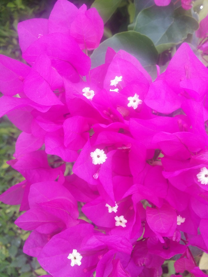 flowers pink white