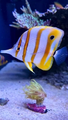 Peces