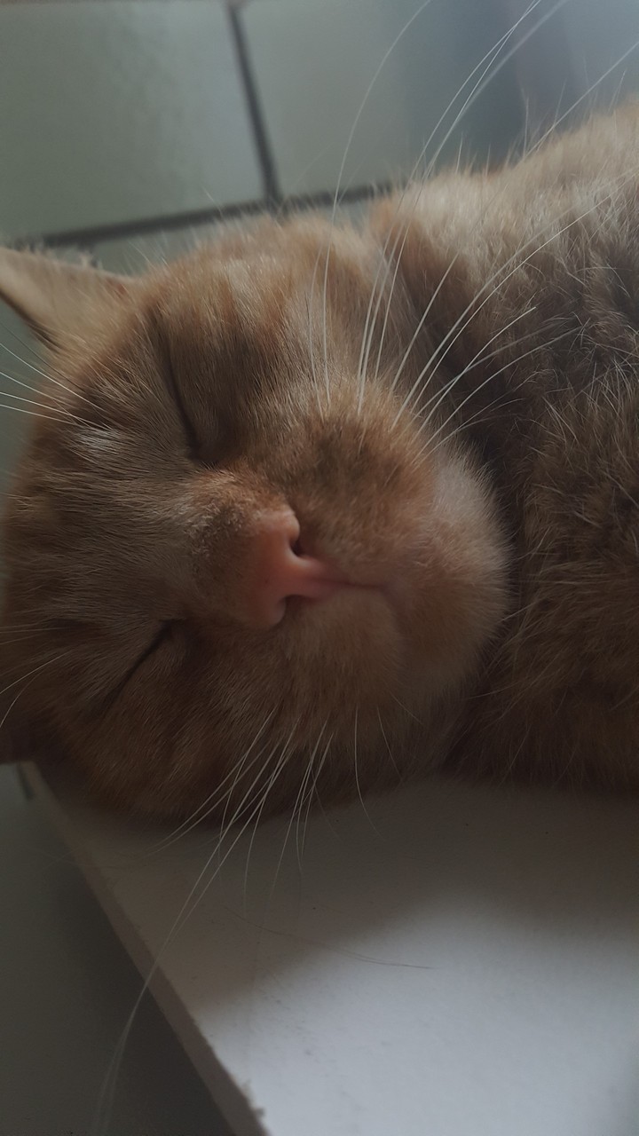 My Cat