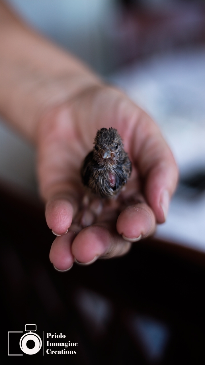 My little bird