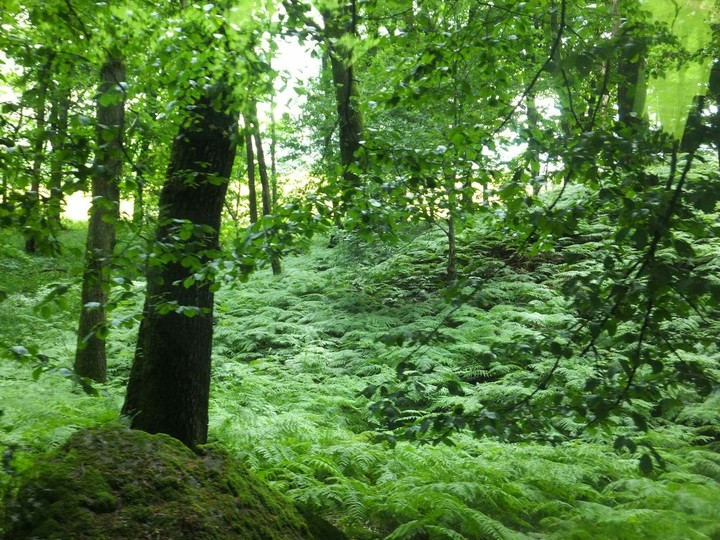 Mystery of the forest