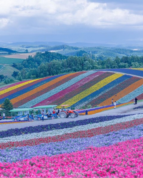 rainbow, plant duvar kağıtları