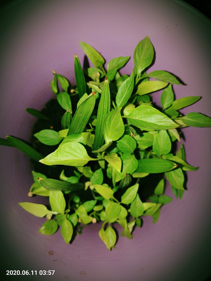 GREENs