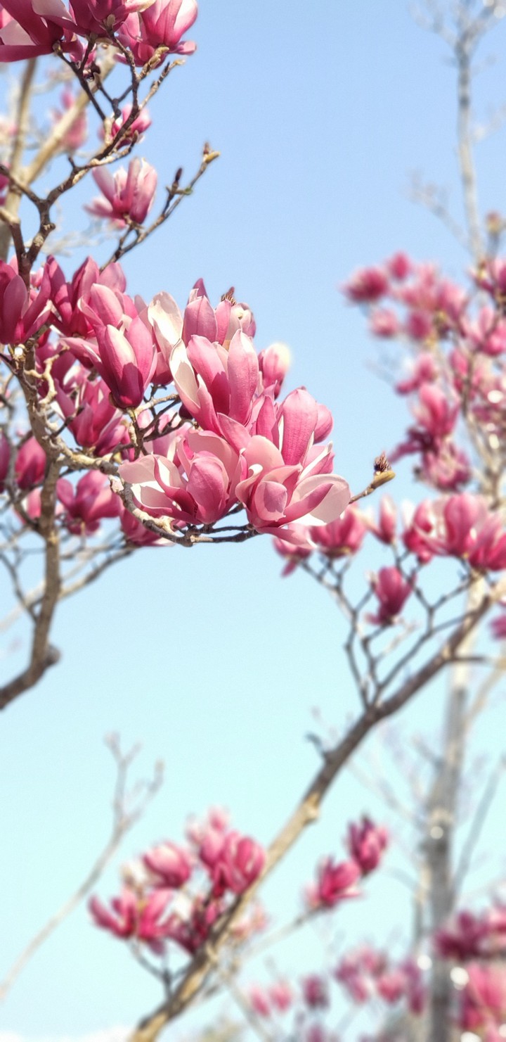 Magnolia liliiflora 2