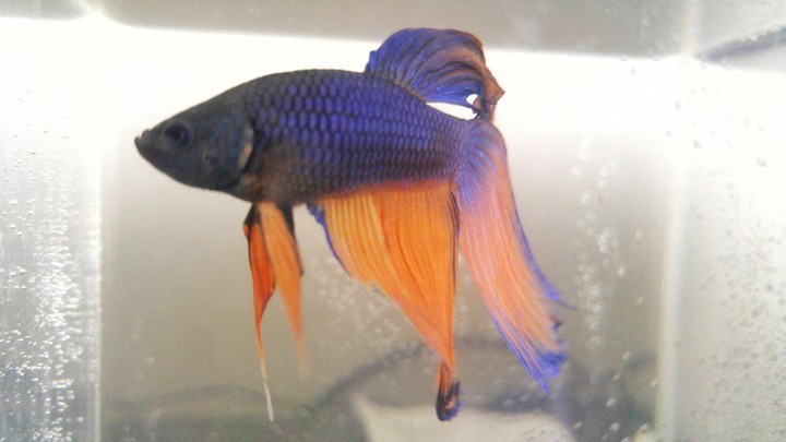 picture of Fred