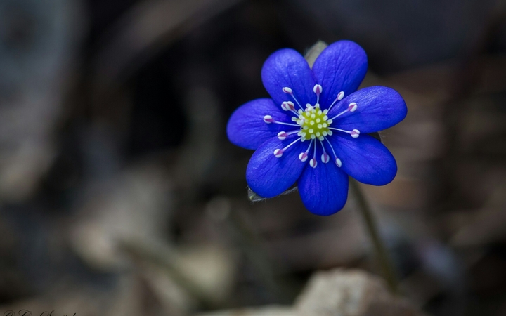 Flor