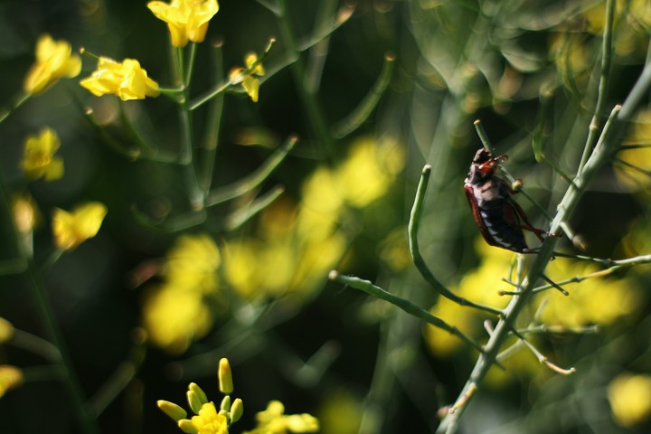 Nature