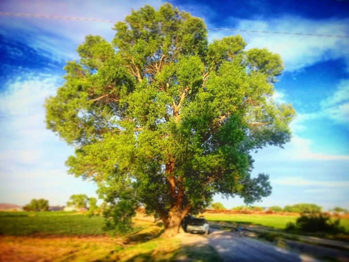 Arbol