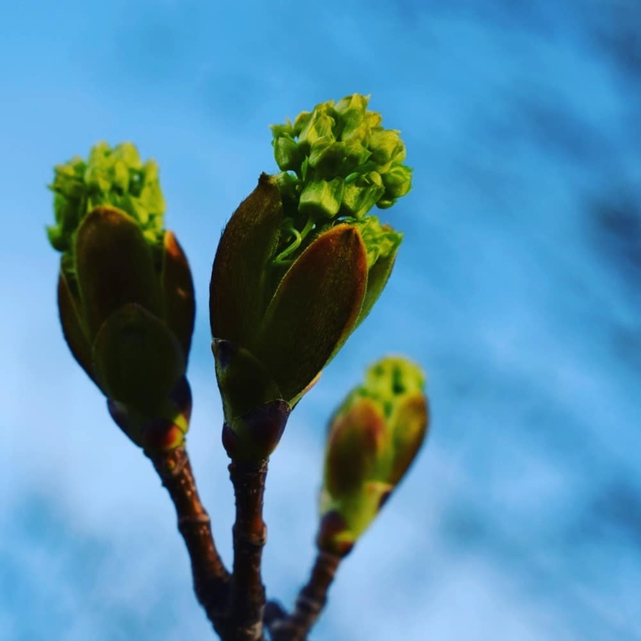 Spring