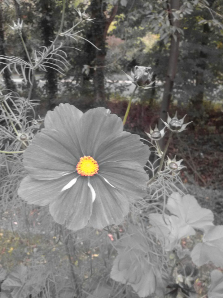 Lieblingsblume