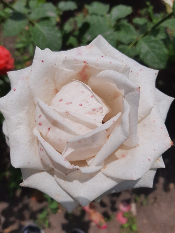 rose