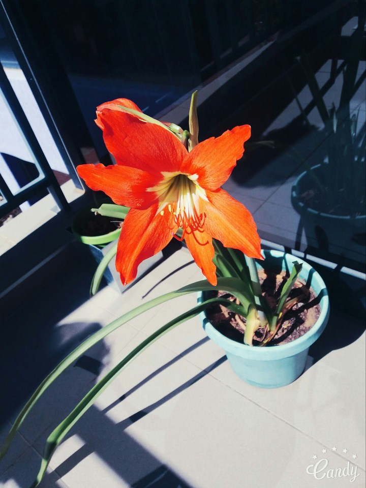 Orange flower
