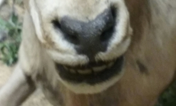 deep nose
