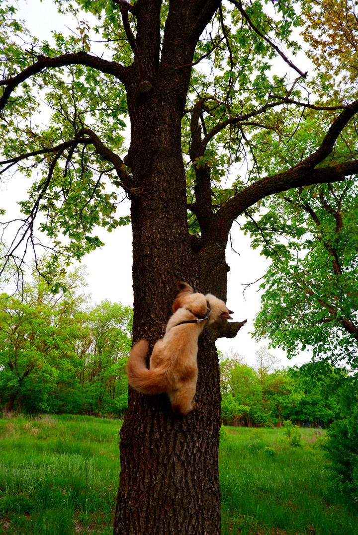 Кот-белка
