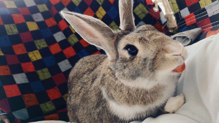 CHERRYRABBIT